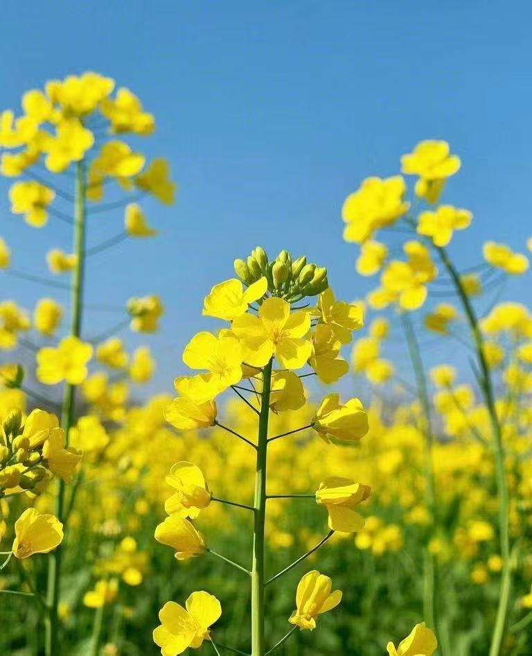 油菜花 1.jpg
