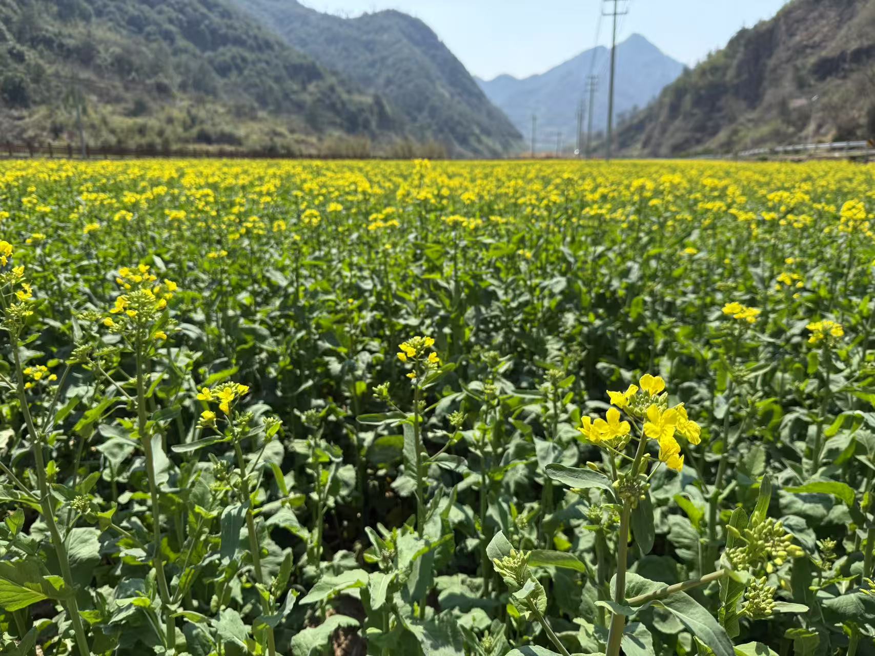 油菜花 2.jpg