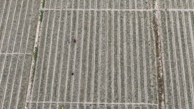 春暖花开，花田繁忙